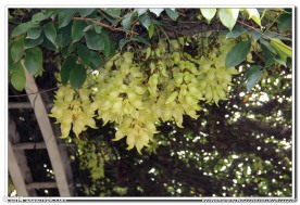 禾雀花