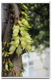 禾雀花