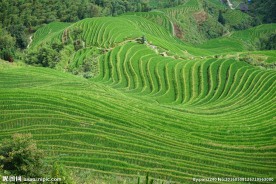 龙脊梯田