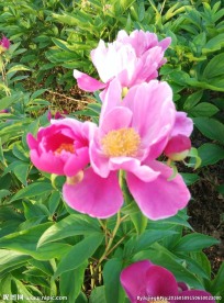 芍药花 白芍