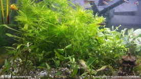 水草造景