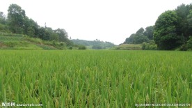 希望的田野