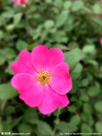 花卉