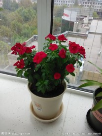 长春花