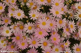 茼蒿菊