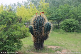 仙人掌雕塑
