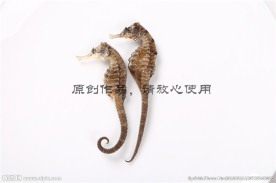 中药材海马