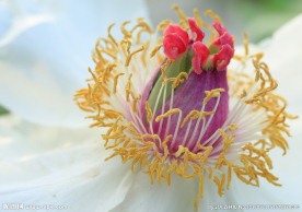 花蕊