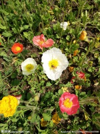 小花