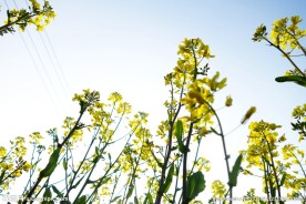 油菜花