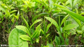 春茶嫩芽