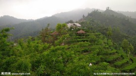 茶山风景