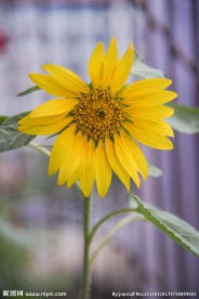 向日葵  葵花  花卉