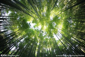 竹林仰拍