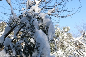 雪满树