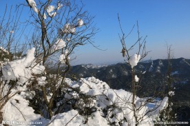 枝枝白雪
