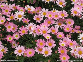 茼蒿菊