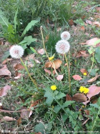 蒲公英 绿植 野草 黄花