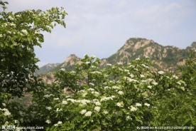 山楂花