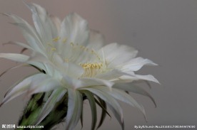仙人掌花