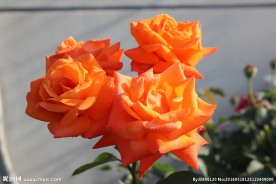 绿叶橙黄色月季花