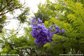 蓝楹花