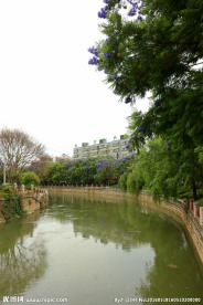 蓝楹花