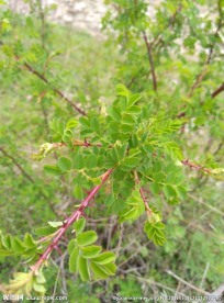 绿色叶子 植物