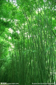 竹林小道