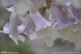 泡桐花