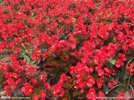 花田酒地