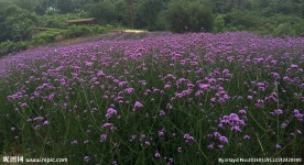 花田酒地
