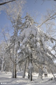 树林 雪