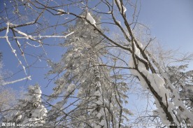 树林  雪