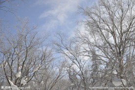 树林 雪