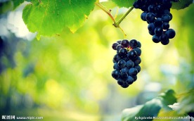葡萄