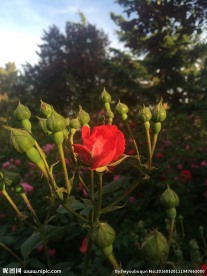 月季花
