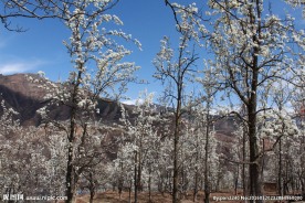 梨花山谷