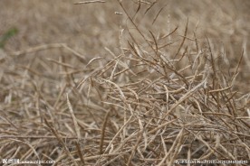 油菜