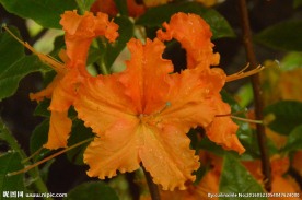 雨露杜鹃花