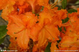 雨露杜鹃花