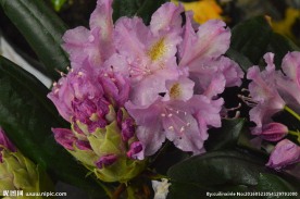 雨露杜鹃花