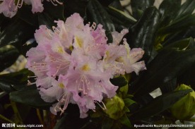 雨露杜鹃花