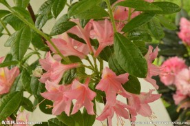 雨露杜鹃花