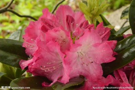 雨露杜鹃花