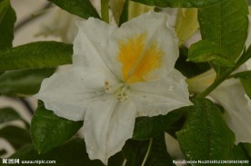 雨露杜鹃花