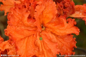 雨露杜鹃花