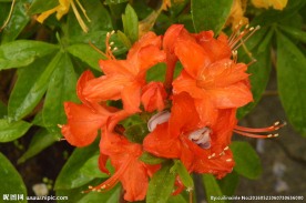 雨露杜鹃花