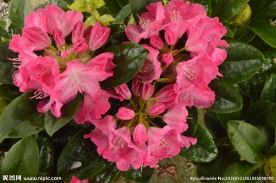 雨露杜鹃花