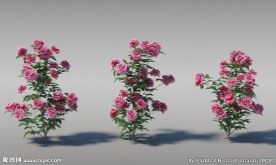 蔷薇